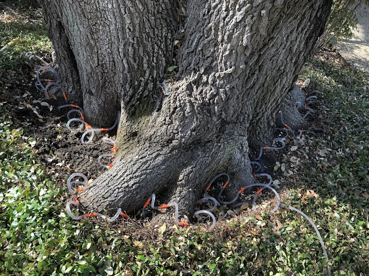 Detailed Tree Cabling and Bracing job site in Norwich